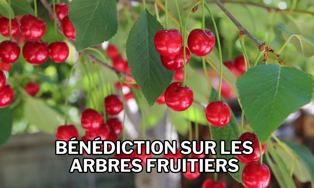 Birkat Ahilanot – Bénédictions sur les arbres fruitiers